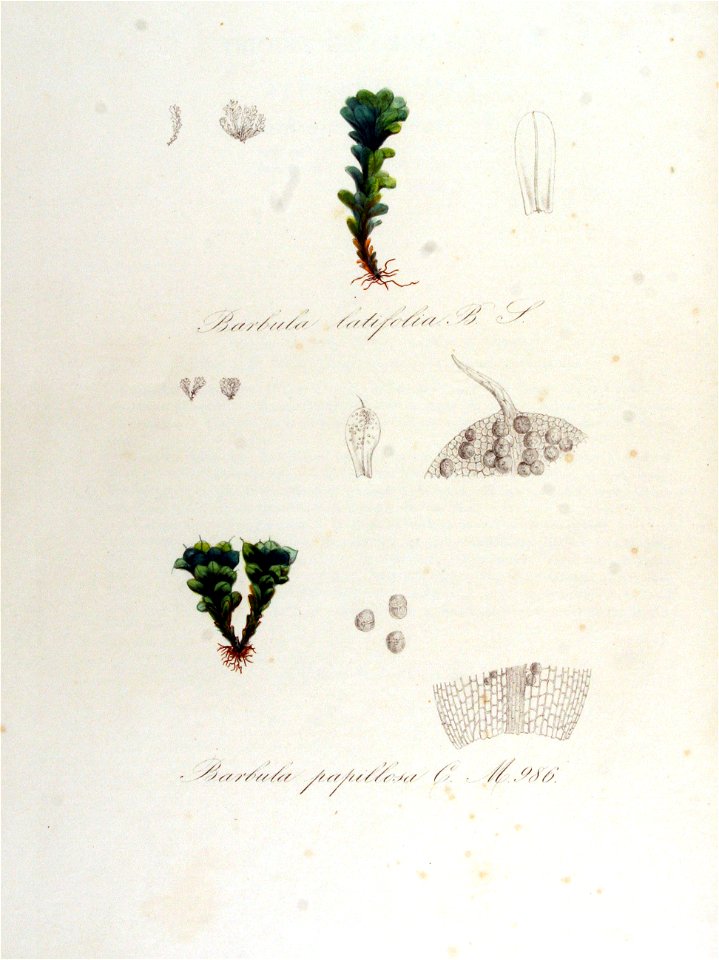 Barbula latifolia — Flora Batava — Volume v13