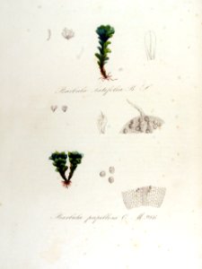 Barbula latifolia — Flora Batava — Volume v13