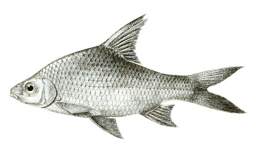 Barbus apogon Day 141