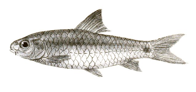 Barbus amphibius Mintern 142