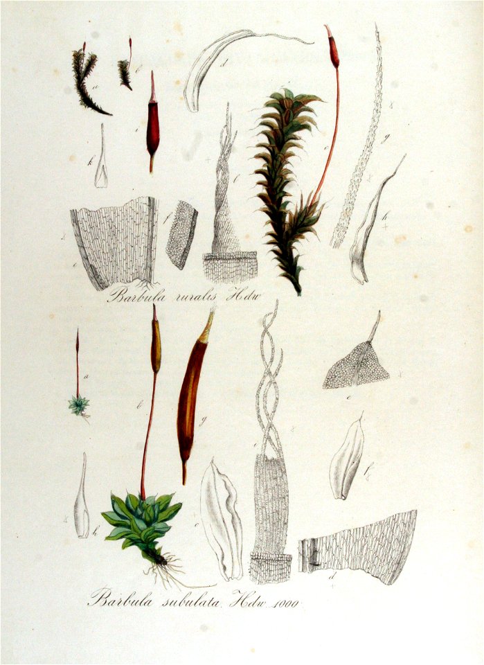 Barbula ruralis — Flora Batava — Volume v13