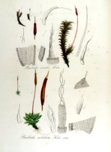 Barbula ruralis — Flora Batava — Volume v13