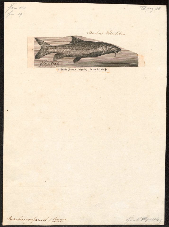 Barbus vulgaris - 1700-1880 - Print - Iconographia Zoologica - Special Collections University of Amsterdam - UBA01 IZ15000097