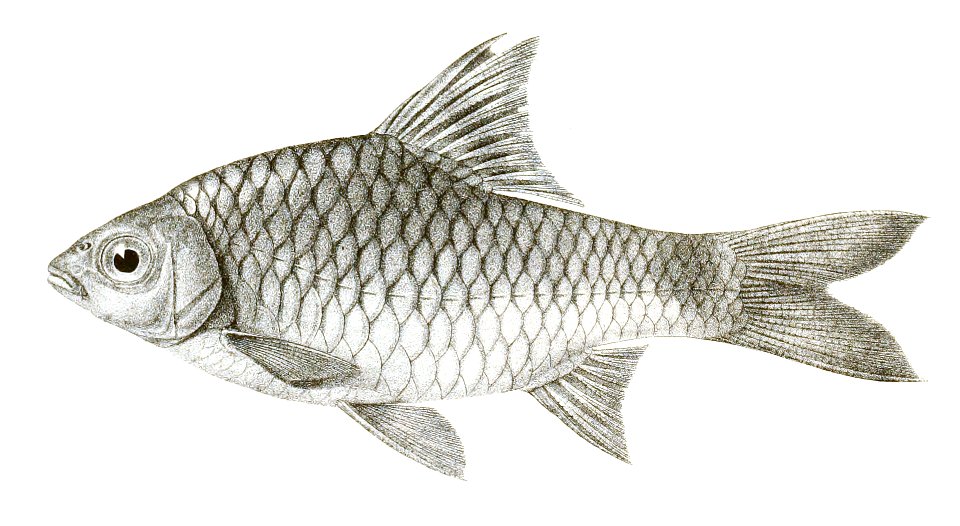 Barbus burmanicus Day 141