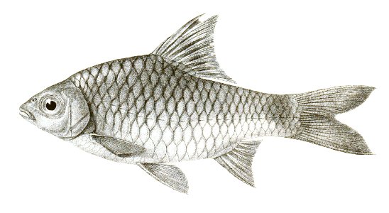 Barbus burmanicus Day 141