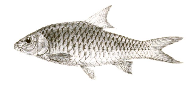 Barbus dorsalis Mintern 142