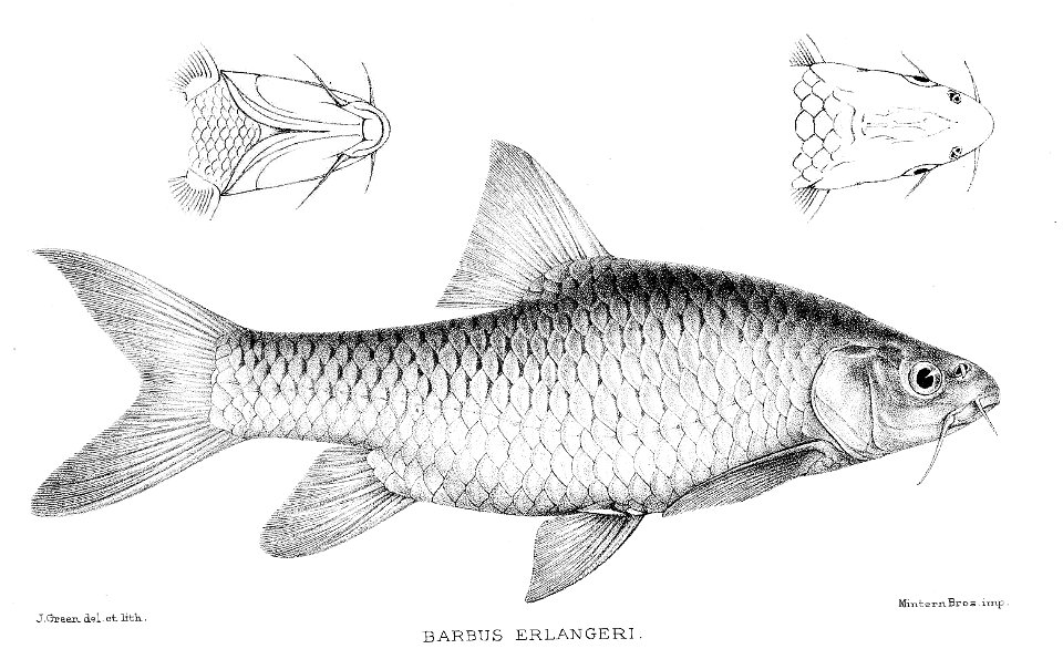 Barbus erlangeri Green