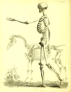 Barclay Mitchell Skeletons 0022 Plate 03
