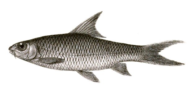 Barbus lithopidos Mintern 138