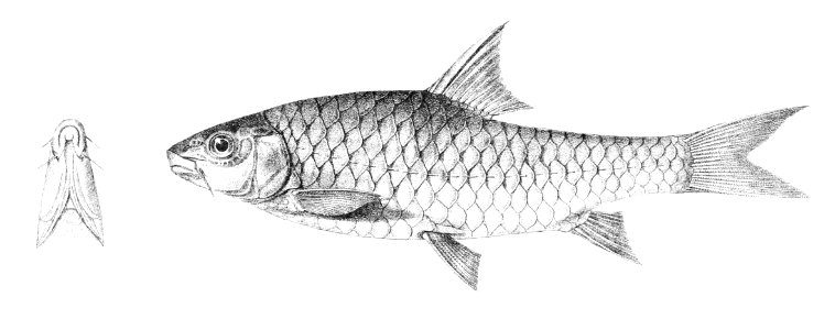 Barbus hexastichus Achilles 136