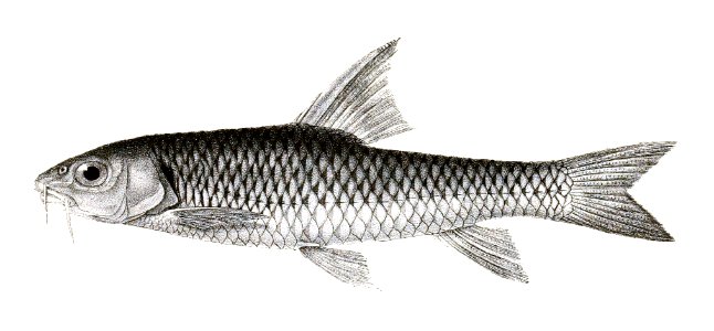 Barbus chilinoides Mintern 139