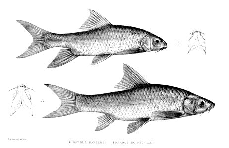 Barbus harterti 1901