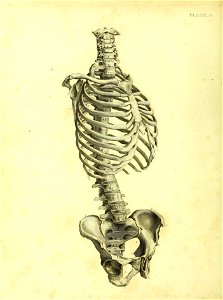 Barclay Mitchell Skeletons 0054 Plate 11