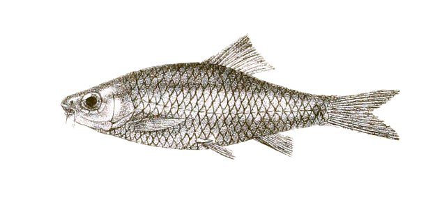 Barbus sophore Day 143