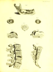 Barclay Mitchell Skeletons 0121 Plate 27