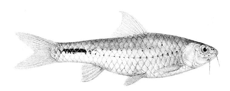 Barbus taeniurus