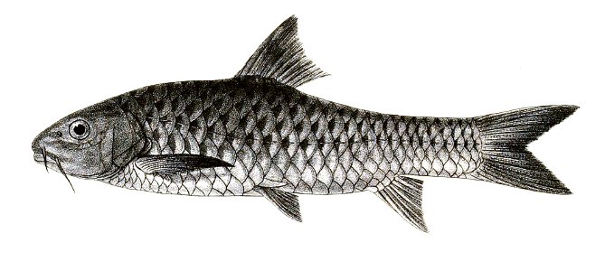 Barbus stracheyi Mintern 139