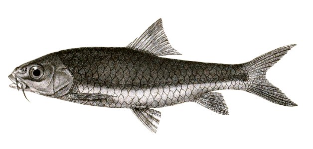 Barbus wynaadensis Mintern 138