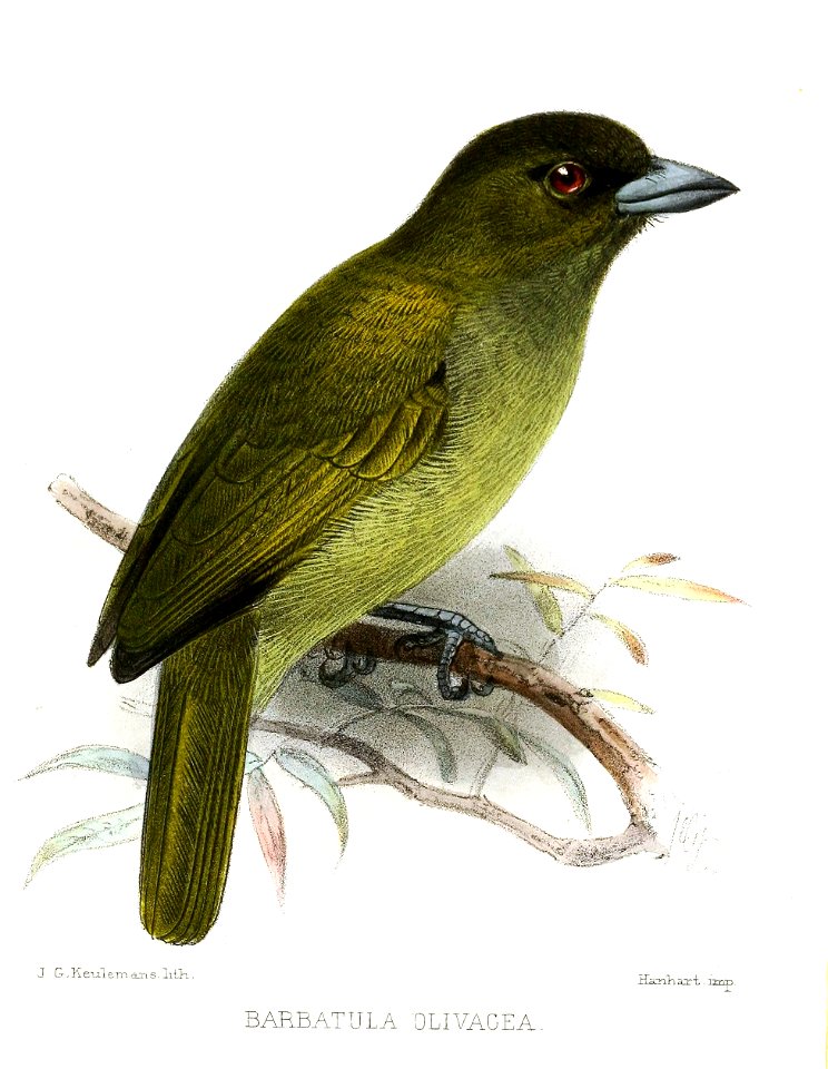 Barbatula olivacea Keulemans