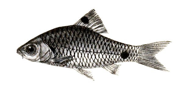 Barbus tetrapugus Mintern 142