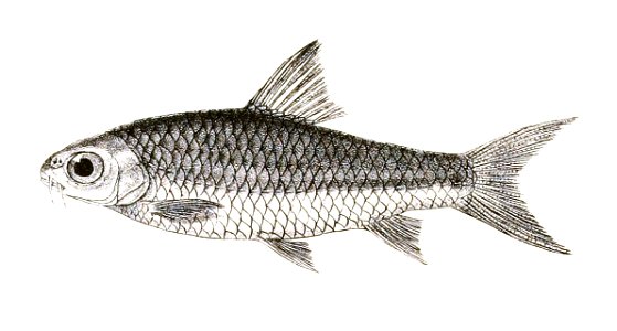 Barbus wynaadensis Mintern 139