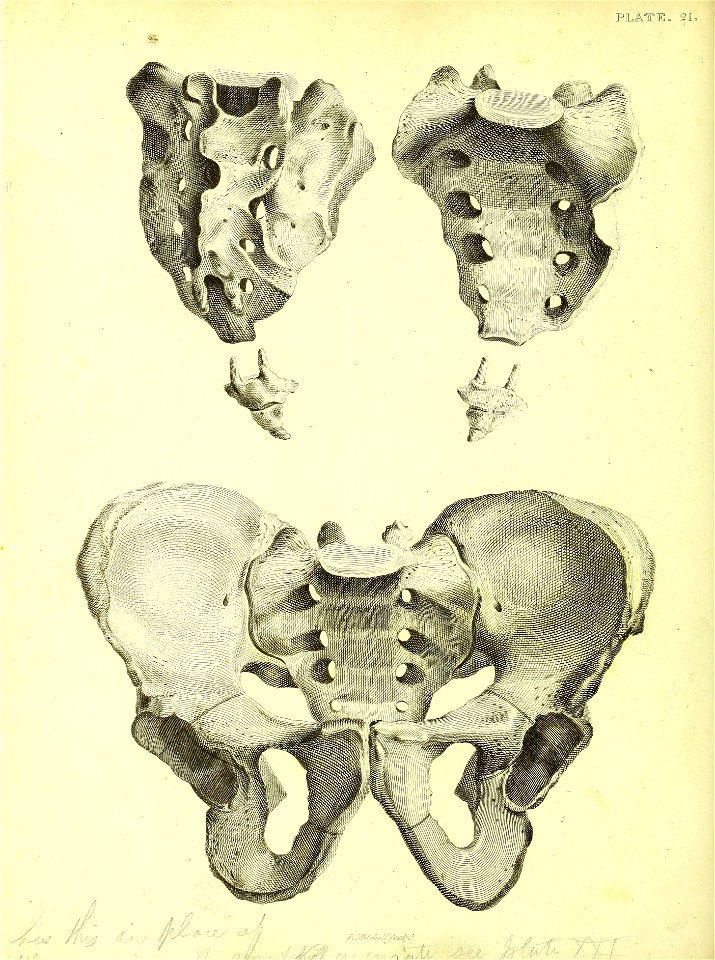 Barclay Mitchell Skeletons 0070 Plate 15 - Free Stock Illustrations ...