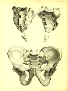Barclay Mitchell Skeletons 0070 Plate 15