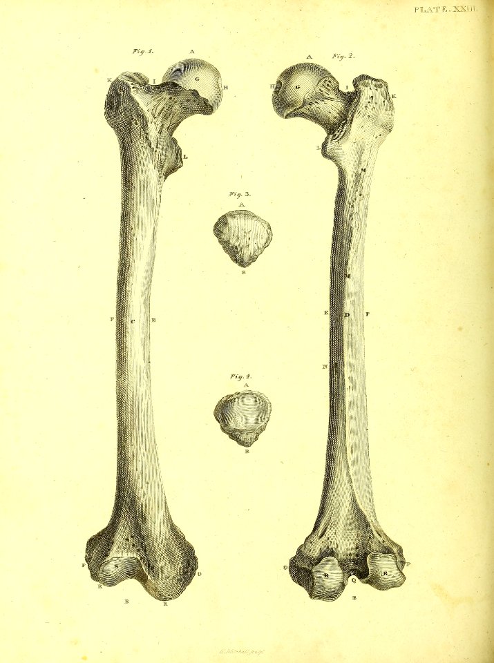 Barclay Mitchell Skeletons 0104 Plate 23