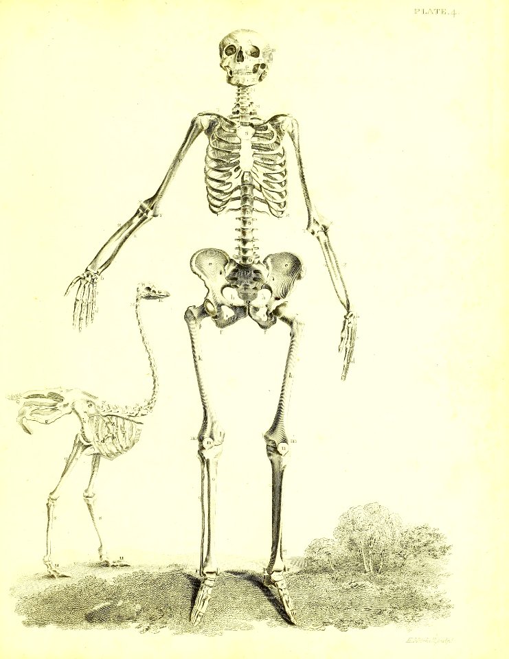 Barclay Mitchell Skeletons 0025 Plate 04 - Free Stock Illustrations ...