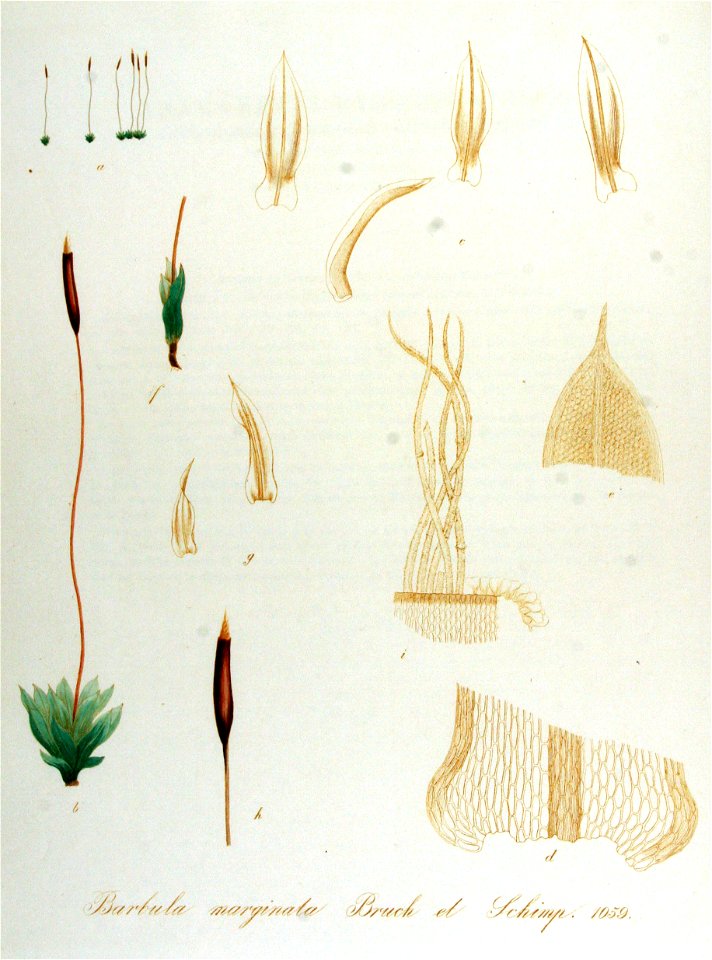 Barbula marginata — Flora Batava — Volume v14