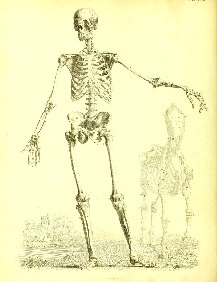 Barclay Mitchell Skeletons 0016 Plate 01