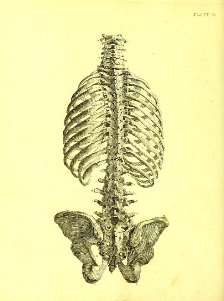 Barclay Mitchell Skeletons 0058 Plate 12