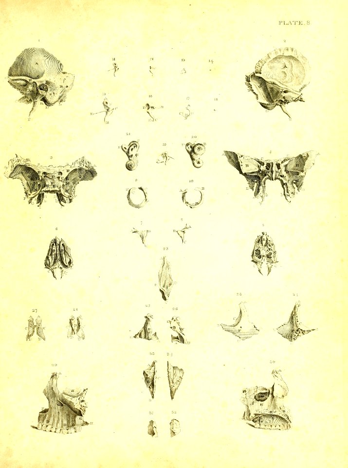 Barclay Mitchell Skeletons 0043 Plate 08