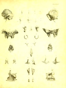 Barclay Mitchell Skeletons 0043 Plate 08