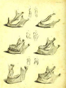 Barclay Mitchell Skeletons 0046 Plate 09