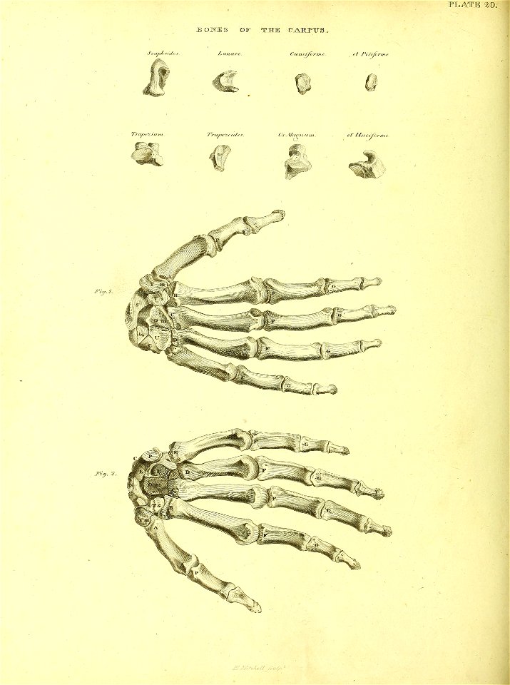 Barclay Mitchell Skeletons 0090 Plate 20