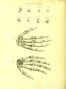 Barclay Mitchell Skeletons 0090 Plate 20
