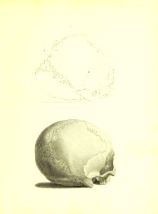 Barclay Mitchell Skeletons 0033 Plate 06