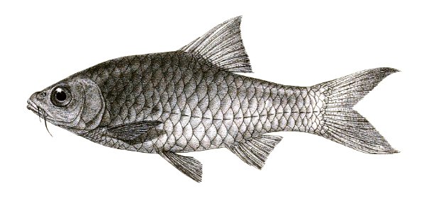 Barbus goniosoma Mintern 137
