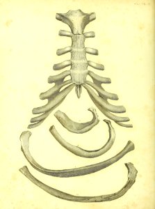 Barclay Mitchell Skeletons 0076 Plate 17