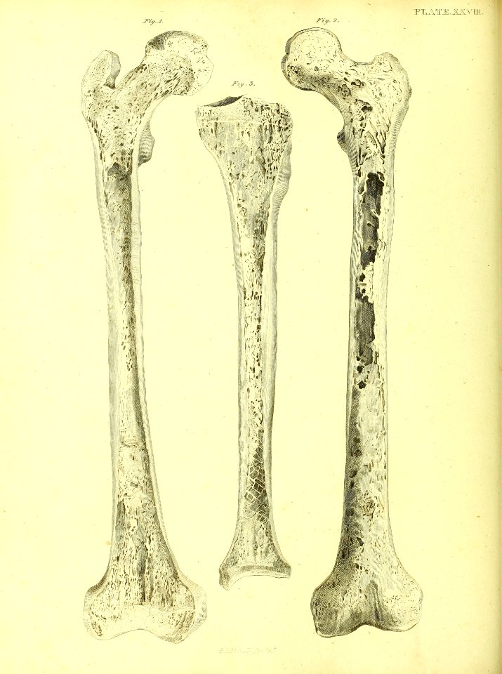 Barclay Mitchell Skeletons 0124 Plate 28 - Free Stock Illustrations ...