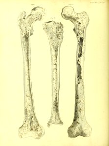 Barclay Mitchell Skeletons 0124 Plate 28