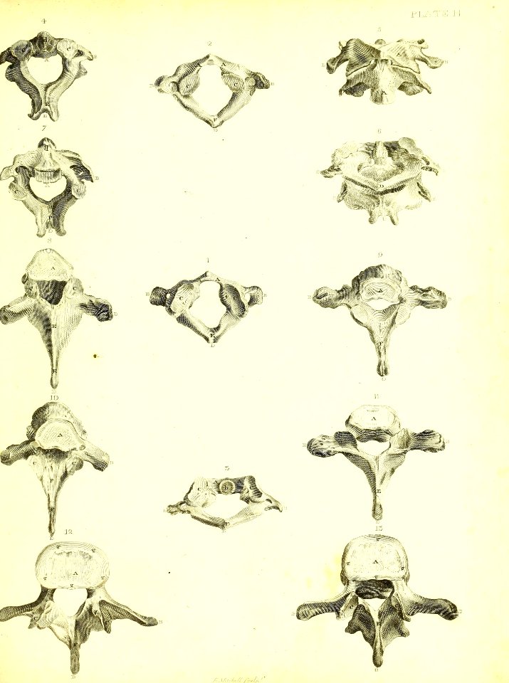 Barclay Mitchell Skeletons 0065 Plate 14
