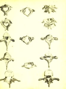 Barclay Mitchell Skeletons 0065 Plate 14