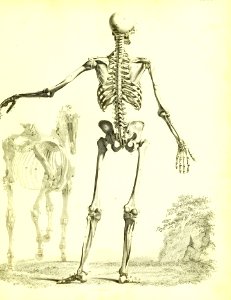 Barclay Mitchell Skeletons 0019 Plate 02
