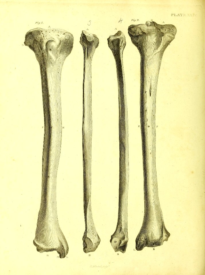 Barclay Mitchell Skeletons 0108 Plate 24