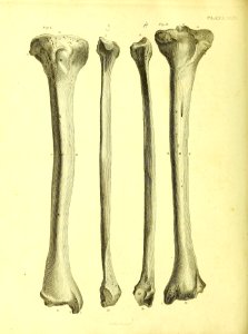 Barclay Mitchell Skeletons 0108 Plate 24