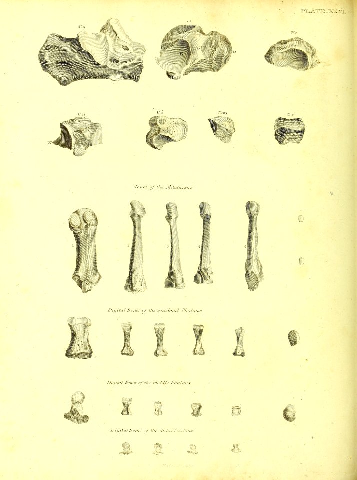 Barclay Mitchell Skeletons 0112 Plate 25