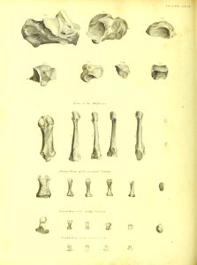 Barclay Mitchell Skeletons 0112 Plate 25
