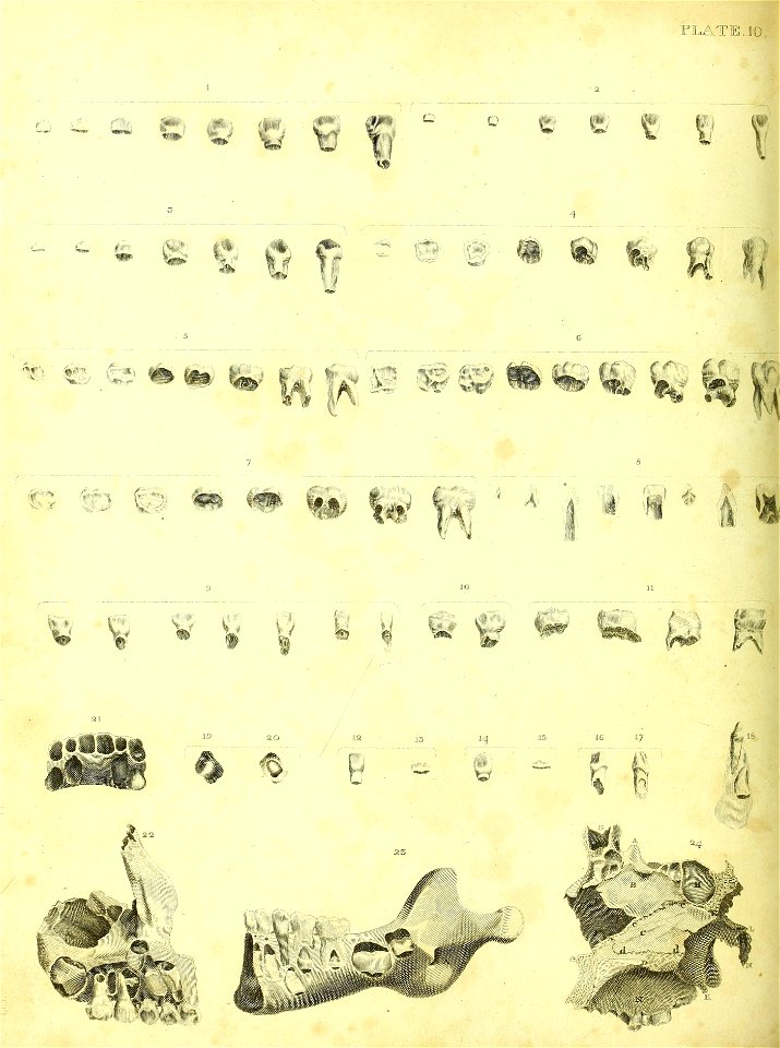 Barclay Mitchell Skeletons 0050 Plate 10